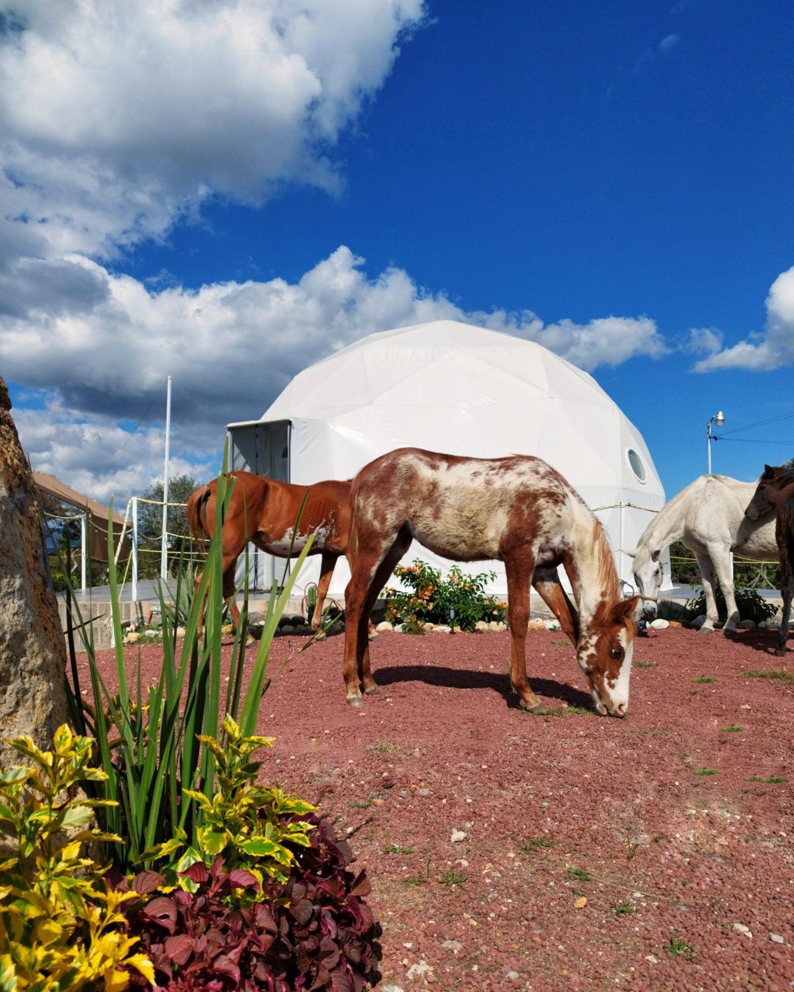 El Gato Glamping Con Vista A Prismas Basalticos Hotell Huasca de Ocampo Eksteriør bilde